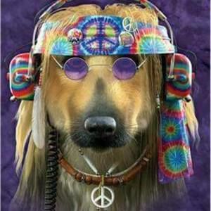 Meet your Posher, Ann